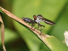 Ommatius