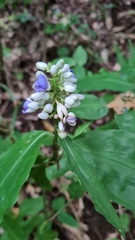 Dichorisandra hexandra