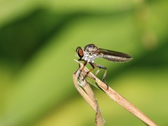 Ommatius