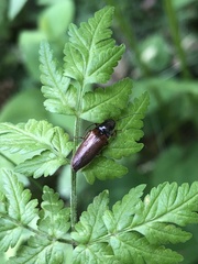 Hemicrepidius decoloratus