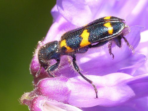 Red-blue Checkered Beetle