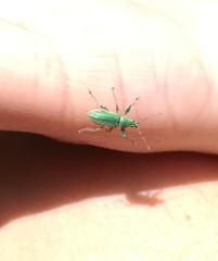 Phyllobius arborator