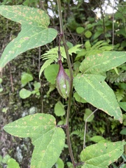 Passiflora cisnana