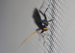 Gnamptopelta obsidianator