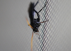 Gnamptopelta obsidianator