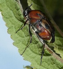 Macrosiagon octomaculata