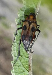Macrosiagon octomaculata