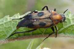 Macrosiagon octomaculata