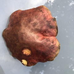 Lanmaoa carminipes