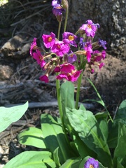 Primula parryi