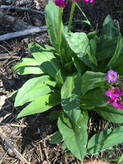 Primula parryi