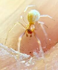 Theridion dilutum