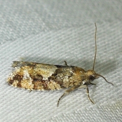 Zeiraphera canadensis