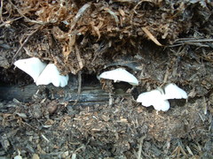 Leucocoprinus cepistipes image