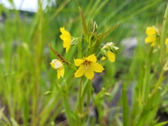 Lysimachia hybrida