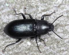 Xylopinus saperdoides