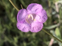 Agalinis maritima