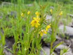 Lysimachia hybrida