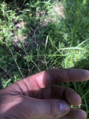 Panicum philadelphicum