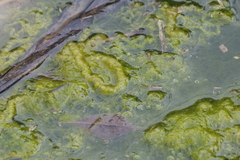 Nostocaceae
