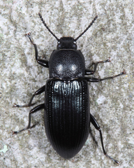 Xylopinus saperdoides