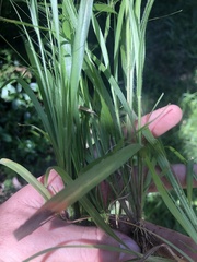 Panicum philadelphicum