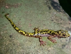 Green Salamander photo 2