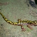 Salamandra Verde - Photo (c) Tristan Clark, algunos derechos reservados (CC BY-NC), uploaded by Tristan Clark