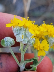 Psilostrophe gnaphalodes