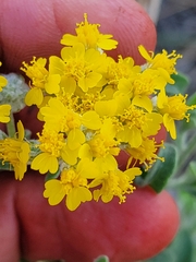 Psilostrophe gnaphalodes