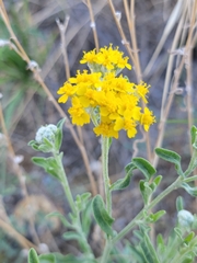 Psilostrophe gnaphalodes