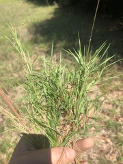Dichanthelium aciculare