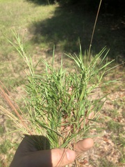 Dichanthelium aciculare