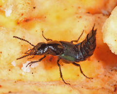 Philonthus caeruleipennis