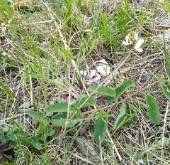 Astragalus chorinensis