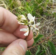 Astragalus chorinensis