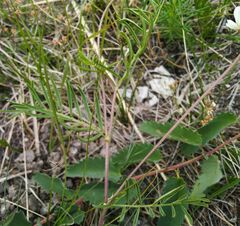 Astragalus chorinensis