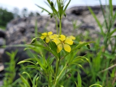 Lysimachia hybrida