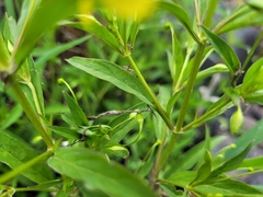 Lysimachia hybrida