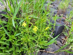 Lysimachia hybrida