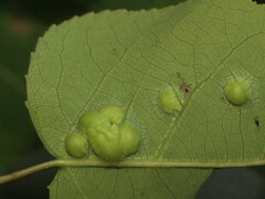 Phyllocoptes didelphis