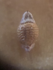 Rhynchospora rariflora