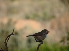 Pyrrholaemus brunneus