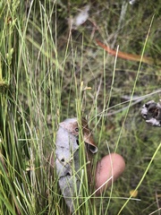 Rhynchospora rariflora