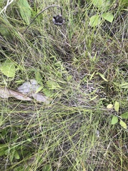 Rhynchospora rariflora