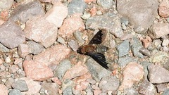 Hemipenthes morioides