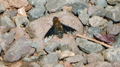 Hemipenthes morioides