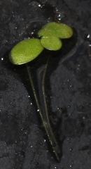Lemna minuta