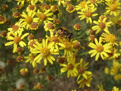 Eristalis horticola
