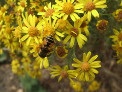 Eristalis horticola